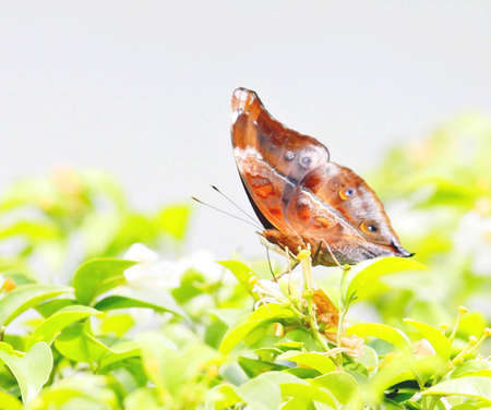 Butterfly in the gardenの写真素材