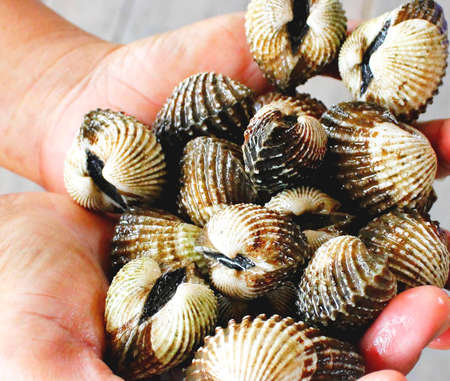 Blood Cockleの写真素材