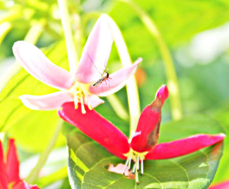 In the garden