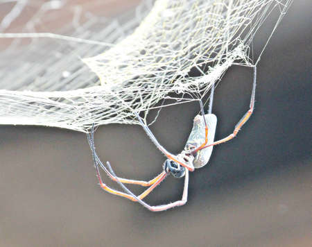 Spiderの写真素材