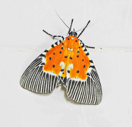 Butterfly の写真素材