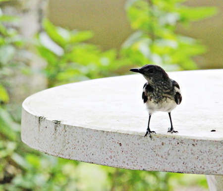 Bird in the gardenの写真素材