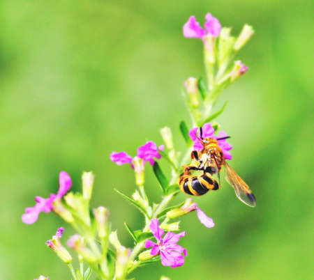 In the gardenの写真素材