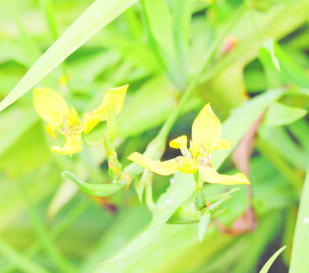 In the garden