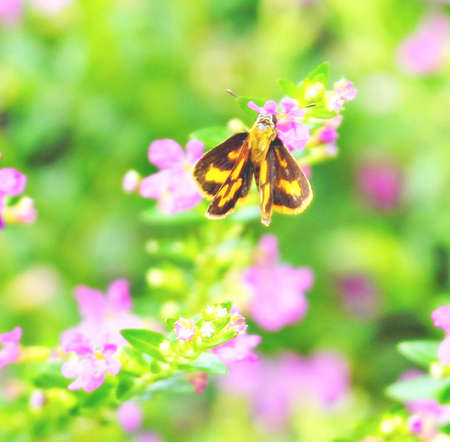 Butterfly in the gardenの写真素材