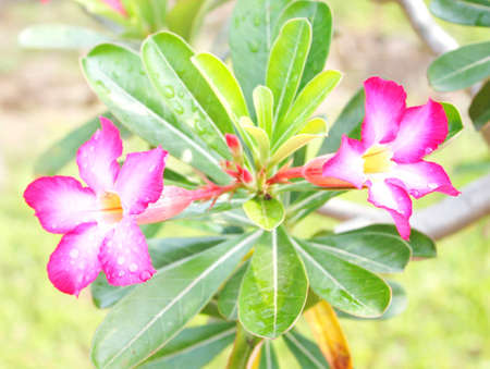 In gardenの写真素材