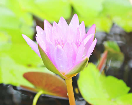 Water lilly in the gardenの写真素材