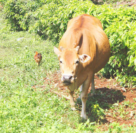 Cow in the fieldの写真素材