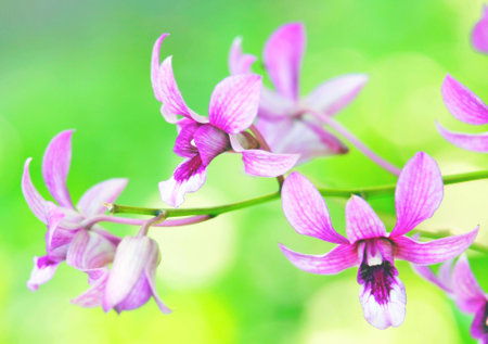 The flowersの写真素材