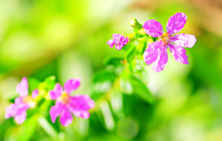 The flowersの写真素材