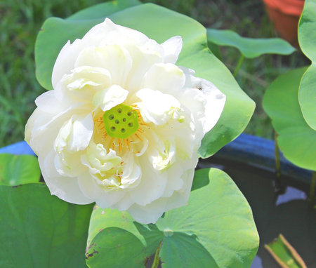 Flower in the gardenの写真素材