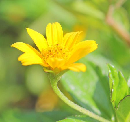 Flower in the gardenの写真素材