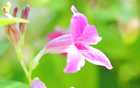 Flowers in the gardenの写真素材