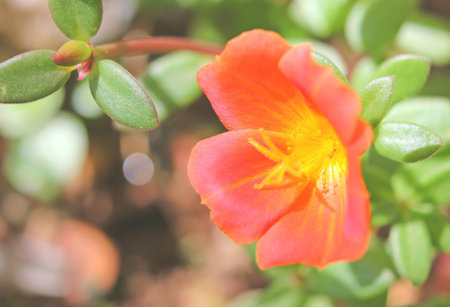 Flower in the gardenの写真素材