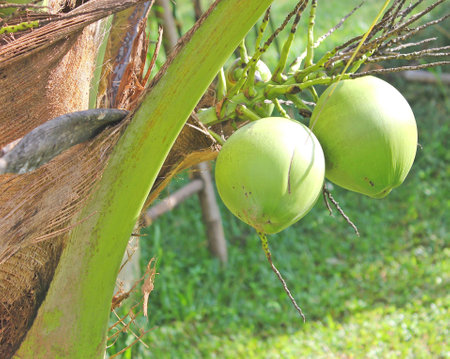 Coconut tree at the southern of Thailandの写真素材