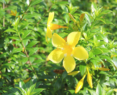 Flowers in the gardenの写真素材