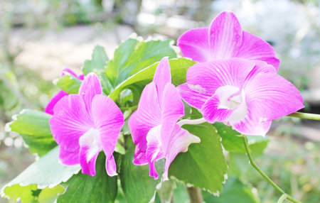 Floral festival at the northern of Thailandの写真素材