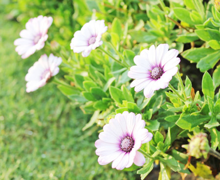 Flowers in the national parkの写真素材