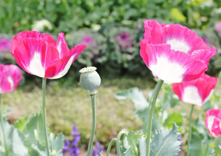 Opium flowers in the hilltribe villagesの写真素材
