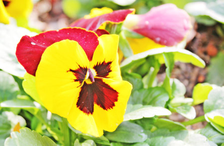 Flowers in the national parkの写真素材