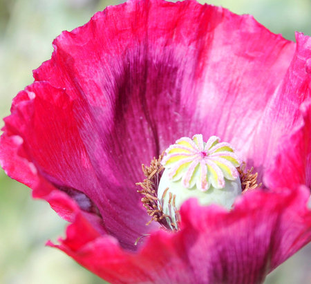 Opium flower in the national parkの写真素材