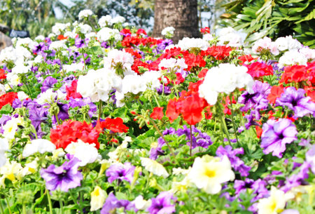 Flowers in the national parkの写真素材