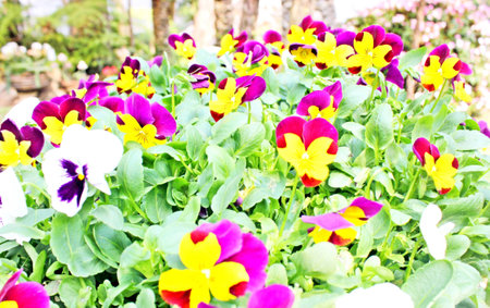 Flowers in the national parkの写真素材