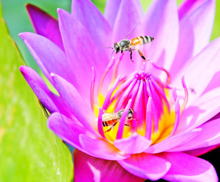 Water lily in the parkの写真素材