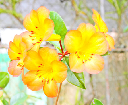 Flowers in the national parkの写真素材