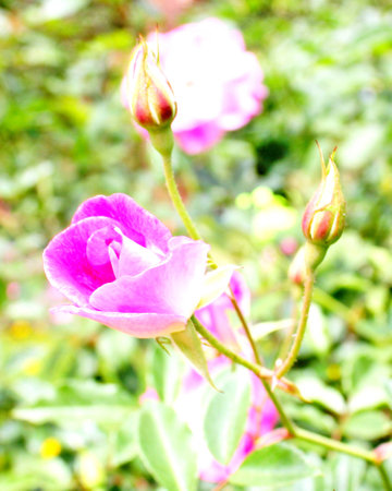 Rose flowers in the national parkの写真素材