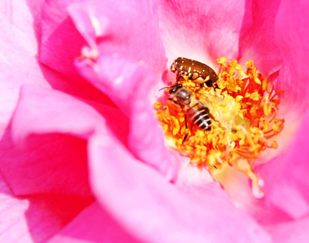 Flower in the national parkの写真素材