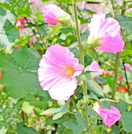 Flowers in the national parkの写真素材