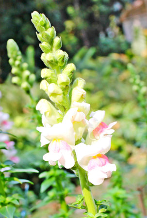 Flowers in the national parkの写真素材