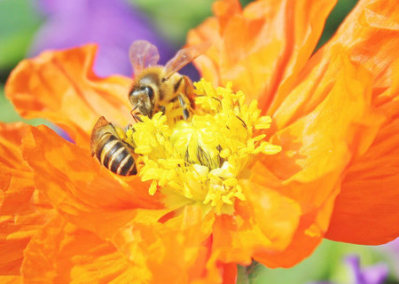 Flowers in the national parkの写真素材
