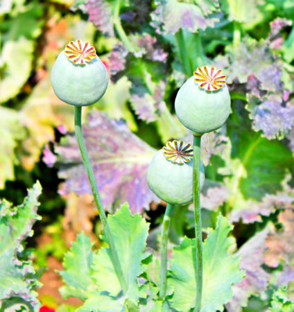 Opium flowers in the national parkの写真素材