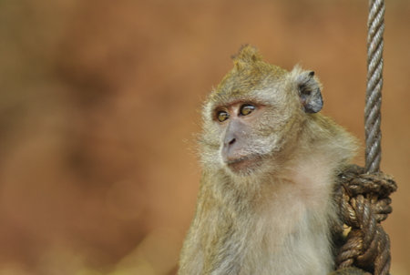 Monkey on the rope in the park, closeup of photo
