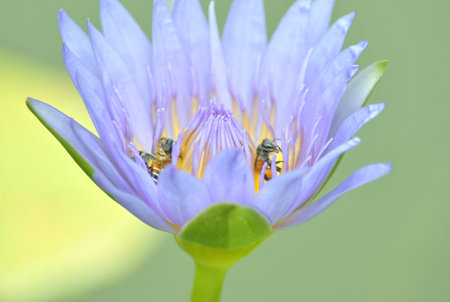 Purple lotus flower and bees in the pond, Thailand.の写真素材