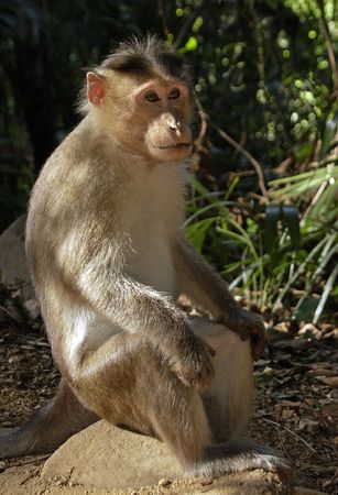 WILD MONKEY IN GOA INDIA                           