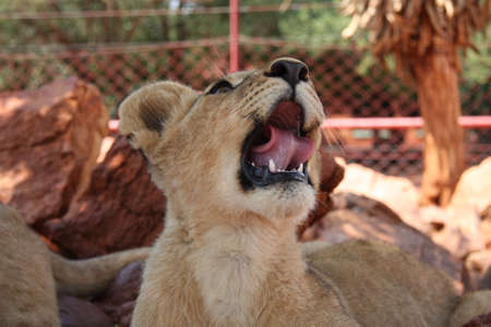 Ð»ÐµÐ²の写真素材