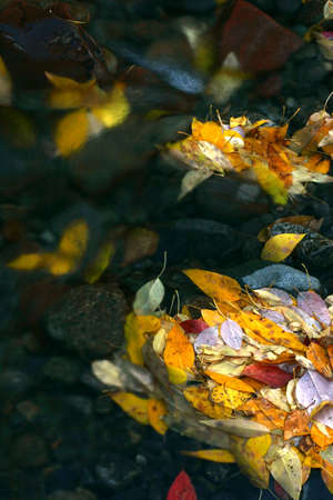 Colorful leaves floating