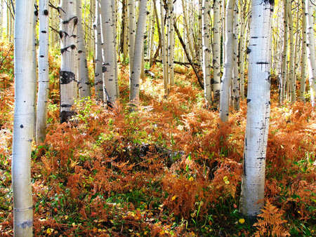 Autumn forestの写真素材