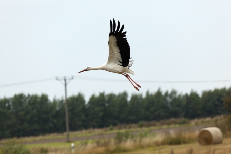 White Stork flyingの写真素材