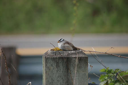 White Crowned Sparrow resting on post in Pacific Northwestの写真素材