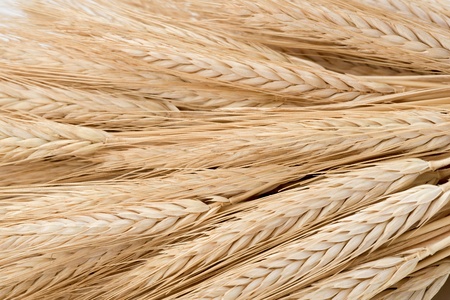 Close up of dried wheat stalks lying horizontally.の写真素材
