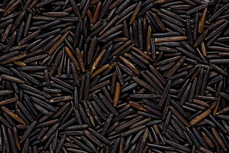 Close up shot of wild rice, or indian rice.