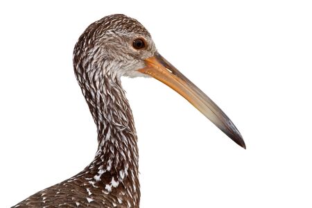 Portrait of a limpkin against a white background.の写真素材