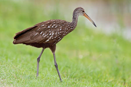 Adult limpkin against soft green background.の写真素材