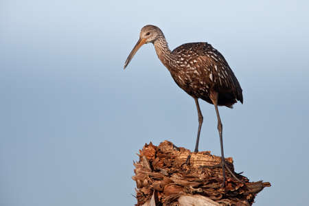 Limpkin standing on top of a dead palm tree against blue sky.の写真素材