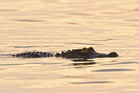 American alligator swimming at sunrise.の写真素材