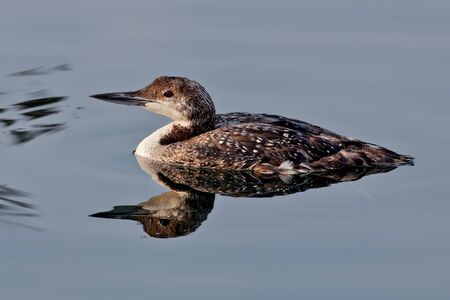 Common loon swimming in still pond water.の写真素材